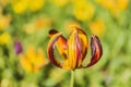 Springtime tulips Royalty Free Stock Photo