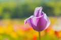 Springtime tulips Royalty Free Stock Photo
