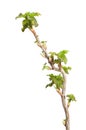Springtime twig with fresh leaves Royalty Free Stock Photo