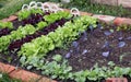 Springtime vegetable patches