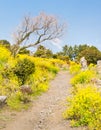 Springtime view with flowers blossom at Jeju island