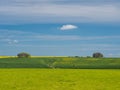 Springtime view of green fields to yellow rapeseed and trees, Avebury, Wiltshire