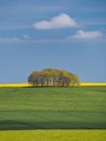 Springtime view of green fields, trees and yellow rapeseed, Avebury, Wiltshire