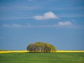 Springtime view of green fields, trees and yellow rapeseed, Avebury, Wiltshire