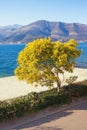 Springtime. View of mimosa tree Acacia dealbata in bloom on coast of Kotor Bay on sunny spring day. Montenegro Royalty Free Stock Photo