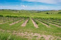 Oltrepo springtime vineyards. Color image