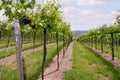 Oltrepo springtime vineyards. Color image