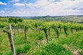 Oltrepo springtime vineyards. Color image