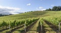 Springtime In the Vineyards of Western Oregon Royalty Free Stock Photo