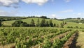 Springtime In the Vineyards of Western Oregon Royalty Free Stock Photo