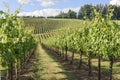 Springtime In the Vineyards of Western Oregon Royalty Free Stock Photo