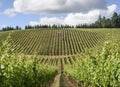 Springtime In the Vineyards of Western Oregon Royalty Free Stock Photo