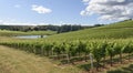 Springtime In the Vineyards of Western Oregon Royalty Free Stock Photo