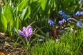 Springtime: Violet crocus on the flowerbed Royalty Free Stock Photo