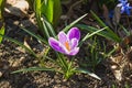 Springtime: Violet crocus on the flowerbed Royalty Free Stock Photo