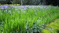 Springtime violet crocus garden in bloom Royalty Free Stock Photo