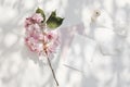 Springtime wedding stationery. Blooming pink Japanese cherry tree, sakura branch in sunlight. Blank greeting card