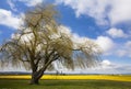 A weeping willow tree lines daffodil fields in Skagit Valley near Mt. Vernon, WA Royalty Free Stock Photo