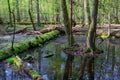 Springtime wet mixed forest with standing water Royalty Free Stock Photo