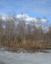 Springtime Wetland Forest. Early Spring With Melting Ice And Snow Royalty Free Stock Photo