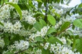 Springtime. White bird cherry blossoms. Spring flowers on nature blurred background Royalty Free Stock Photo