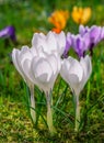 Springtime with white corcus flowers Royalty Free Stock Photo