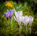 Springtime with white corcus flowers Royalty Free Stock Photo