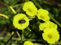 Yellow Wood sorrel - Oxalis pes-caprae or Yellow Shamrock and White spotted rose beetle