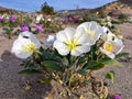 Springtime Wildflower in bloom in Anza Borrego Desert State Park Royalty Free Stock Photo