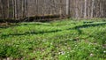 Springtime Wood Anemone flowers