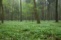 Springtime Wood Anemone flowers