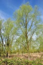 Springtime Woodland, Hertfordshire