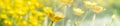 Springtime yellow buttercups banner Royalty Free Stock Photo