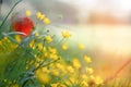 Springtime yellow wild flowers and red poppy in green field Royalty Free Stock Photo