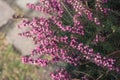 Springwood pink or erica carnea blooming