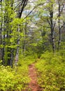 European beech wood with pathway