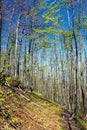 European beech wood with pathway