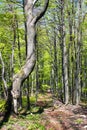 Springy view from european beech wood