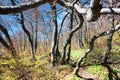 Springy view from european beech wood