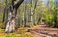 Springy view from european beech wood with pathway