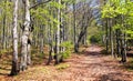 Springy view from european beech wood with pathway