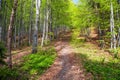 Springy view from european beech wood with pathway