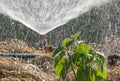 Sprinker irrigation system spraying water on field Royalty Free Stock Photo