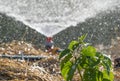 Sprinker irrigation system spraying water on field Royalty Free Stock Photo