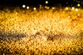 Sprinkle glitter gold dust on a black background