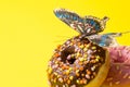 Sprinkled Pink and chokolate Donut. Frosted sprinkled donut on yellow background.