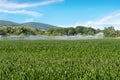 Sprinkler in Corn Field Royalty Free Stock Photo