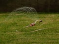 Sprinkler in garden watering the grass