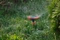 sprinkler head spin in grass, irrigation of backyard Royalty Free Stock Photo