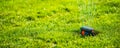 Sprinkler Head Spraying Water On Lawn Royalty Free Stock Photo